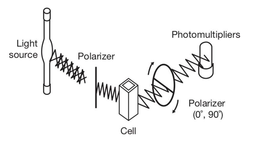 fluorescence polarisation